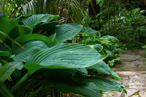 Hosta (glaucous)